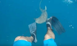 ArtÃ­culos - 8 ataques de tiburones en vÃ­deo