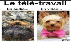 Images - Télétravail : différences entre audio et vidéo