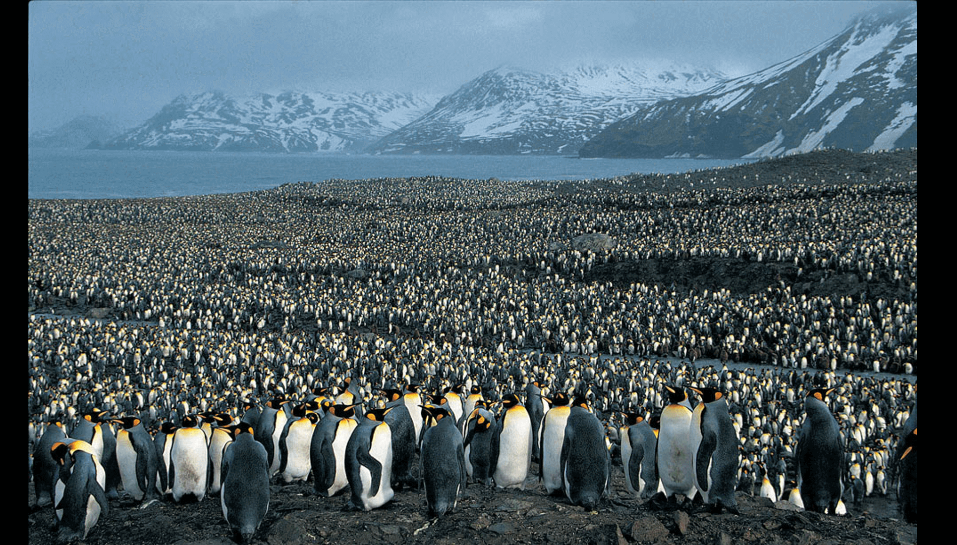 Почему медведи не охотятся на императорских пингвинов. Ушуайя Антарктида. Колония пингвинов в Антарктиде. Императорский Пингвин в Антарктиде. Колония императорских пингвинов в Антарктиде.