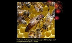 Diaporamas PPS - Visite de la ruche
