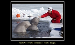 Diaporamas PPS - La sirène et les belugas