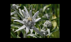 Diaporamas PPS - L'Edelweiss, la fleur d'altitude