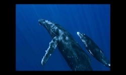 Diapositive PPS - Foto dal film La vita negli oceani
