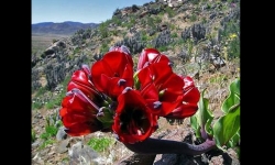 Diaporamas PPS - Atacama, le désert des fleurs chiliens