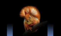Diapositive PPS - Immagini di scoiattoli