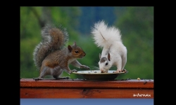 Diaporamas - Photographies d'écureuils