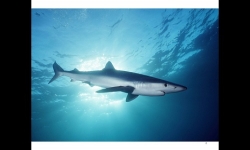 Diaporamas PPS - La beauté des requins