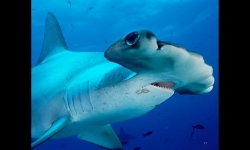 Diaporamas PPS - La beauté des requins