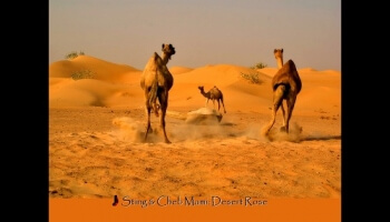 Scènes au coeur du désert