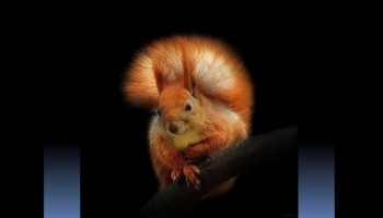 Immagini di scoiattoli