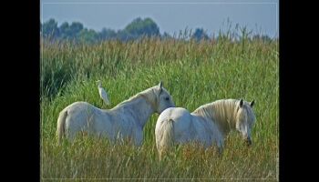PPS Slideshows - What the Camargue is beautiful!